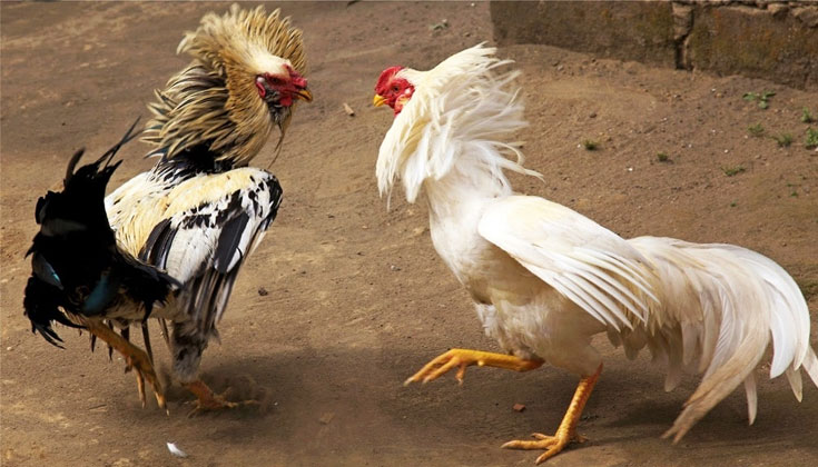 Mẹo Chơi Đá Gà Trực Tiếp Thomo Dễ Thắng Tại Bet88