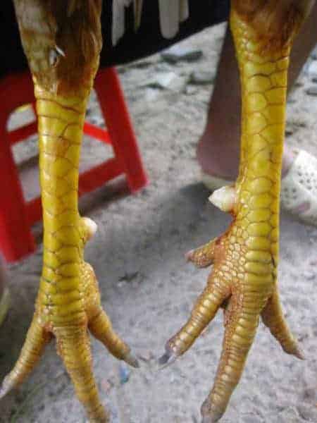 chân tứ quý